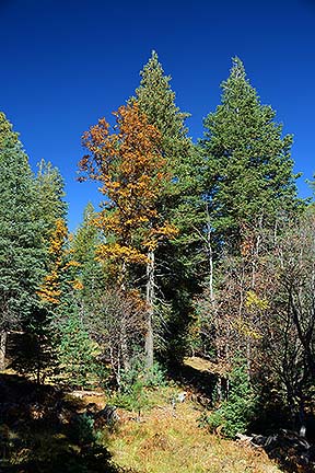 Mogollon Rim, October 23, 2014